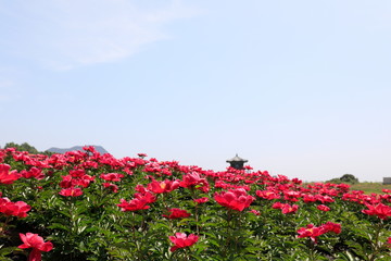 모란꽃이 보이는 아름다운 풍경