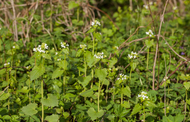 Alliaria petiolata, or garlic mustard, is a biennial flowering plant in the mustard family (Brassicaceae).