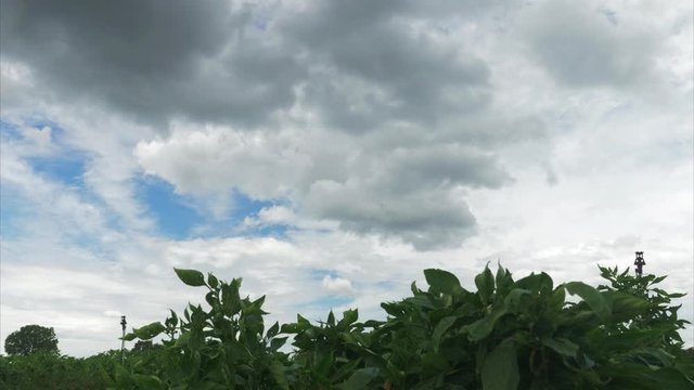 Time lapse of storm clouds rolling in over bean plants in a field (1080p).