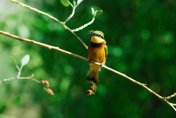 yellow billed hornbill