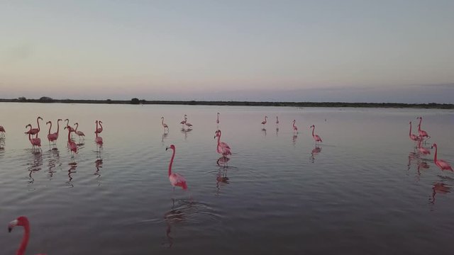 Group of Flamingos on the waters of Rio Lagartos National Park in Yucatan Mexico during sunset, Aerial orbit around shot