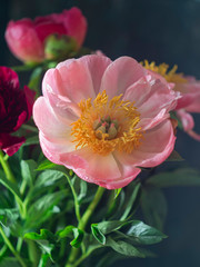 Beautiful blooming pink peony flower on a black background. Can be used for greeting card. Art photography.