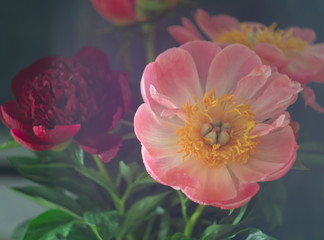 Beautiful blooming pink peony flower on a black background. Can be used for greeting card. Art photography.