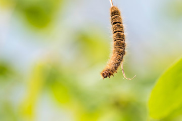 Macrofotografía de una Oruga colgando de una pequeña rama 