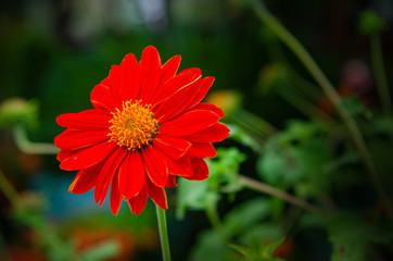 red flower in the garden
