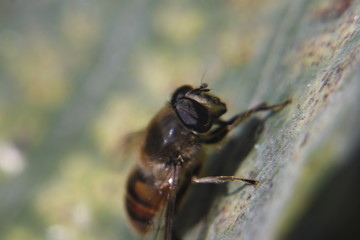 Macro shot of the flower and insect