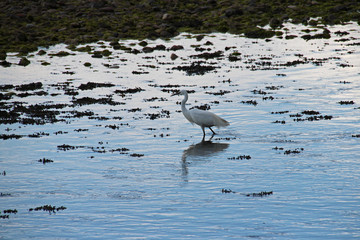 egret in the crozon aber in brittany (france)
