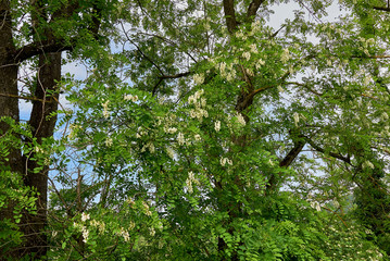 Robinia pseudoacacia