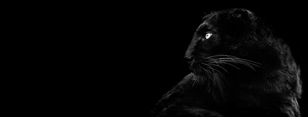 Fotobehang Template of black panther in B&W with black background © AB Photography