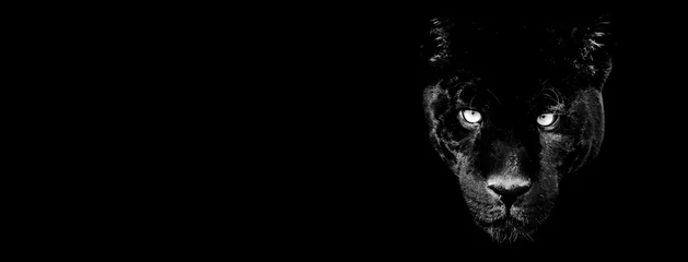 Fototapeten Template of black panther in B&W with black background © AB Photography