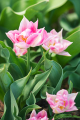 Blooming spring flowers tulips in the sunlight