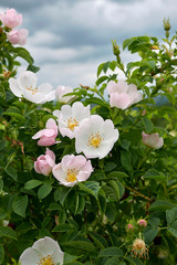 Rosa canina pink inflorescence
