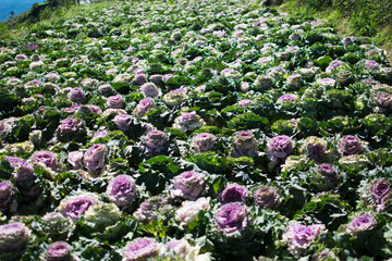 Field of purple rose cabbage. Background and abstract