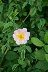 Rosa canina pink inflorescence
