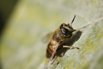 Macro shot of the flower and insect