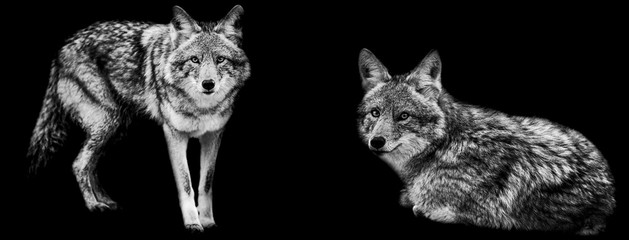 Fototapeta premium Template of coyote in B&W with black background