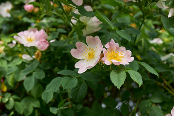 Rosa canina pink inflorescence
