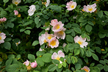 Rosa canina pink inflorescence
