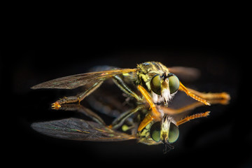 Fly. A beautiful little insect with golden paws and big eyes. On a mirrored Chornoch surface. Macro shot of nature for magazines, websites and under the logo of agricultural co