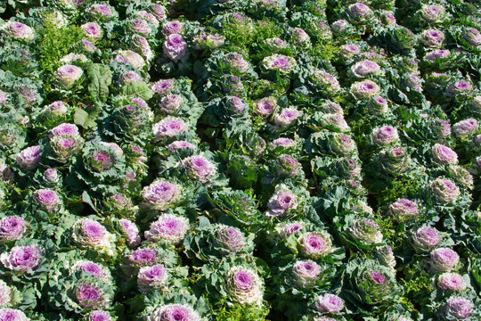 Field full of in bloom purple rose cabbage in Benguet in the Philippines
