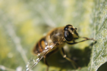 Macro shot of the flower and insect