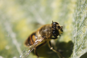 Macro shot of the flower and insect