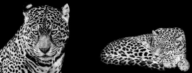 Template of Jaguar in B&W with black background © AB Photography
