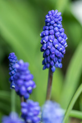 Armenian grape hyacinth Muscari armeniacum flowering in early spring