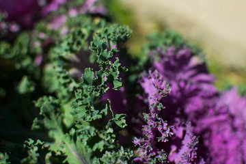 Close up of green and purple rose cabbage.