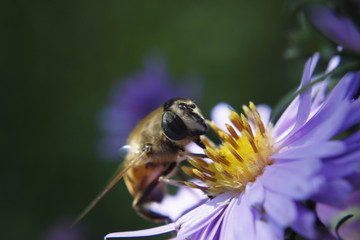 Macro shot of the flower and insect