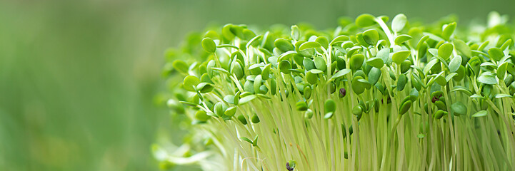 Closeup of sprouted arugula micro green banner. Commercial banner.