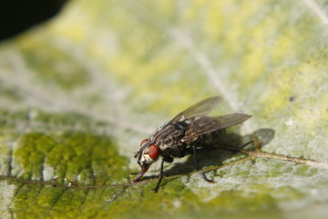 Flea macro shot - bokeh background