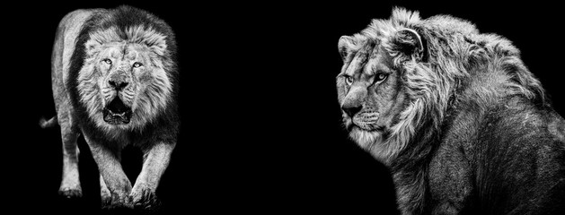 Template of Lion in B&W with black background