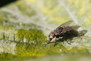 Flea macro shot - bokeh background