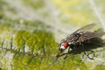 Flea macro shot - bokeh background