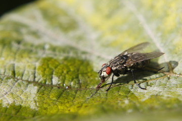 Flea macro shot - bokeh background
