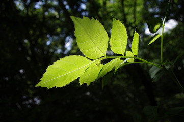 green leaf illuminated by the sun