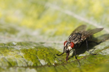 Flea macro shot - bokeh background