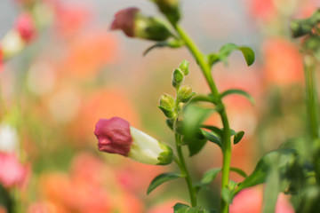 Purple and white antirrhinum Flowers with blurred background
