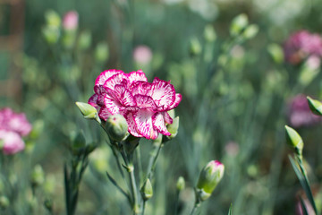 Obraz premium White and purple colored carnation flower.
