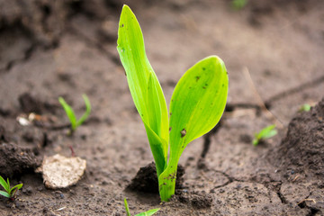 corn sprout in the open ground