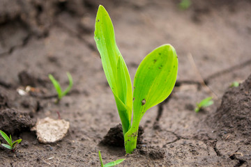 corn sprout in the open ground