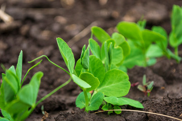 green pea sprout on the ground