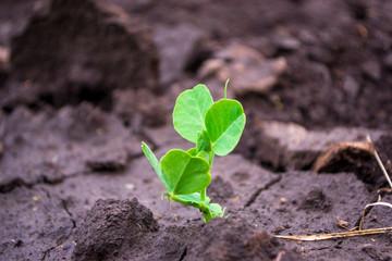 green pea sprout on the ground