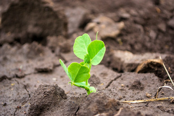 green pea sprout on the ground