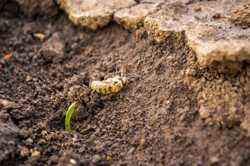 dead bee under the spring sun