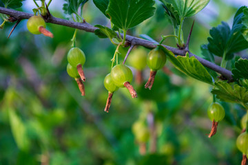 green gooseberries on a branch