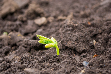 young green bean sprout in the open ground