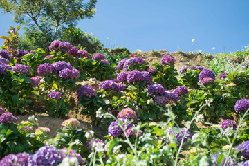 Obraz premium Flower field or farm with full of full bloomed purple Hydrangea macrophylla flower.