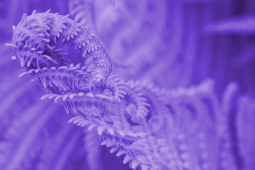 The blossoming head of a fern. A dark purple-tinted floral pattern. The stems and leaves. Violet...